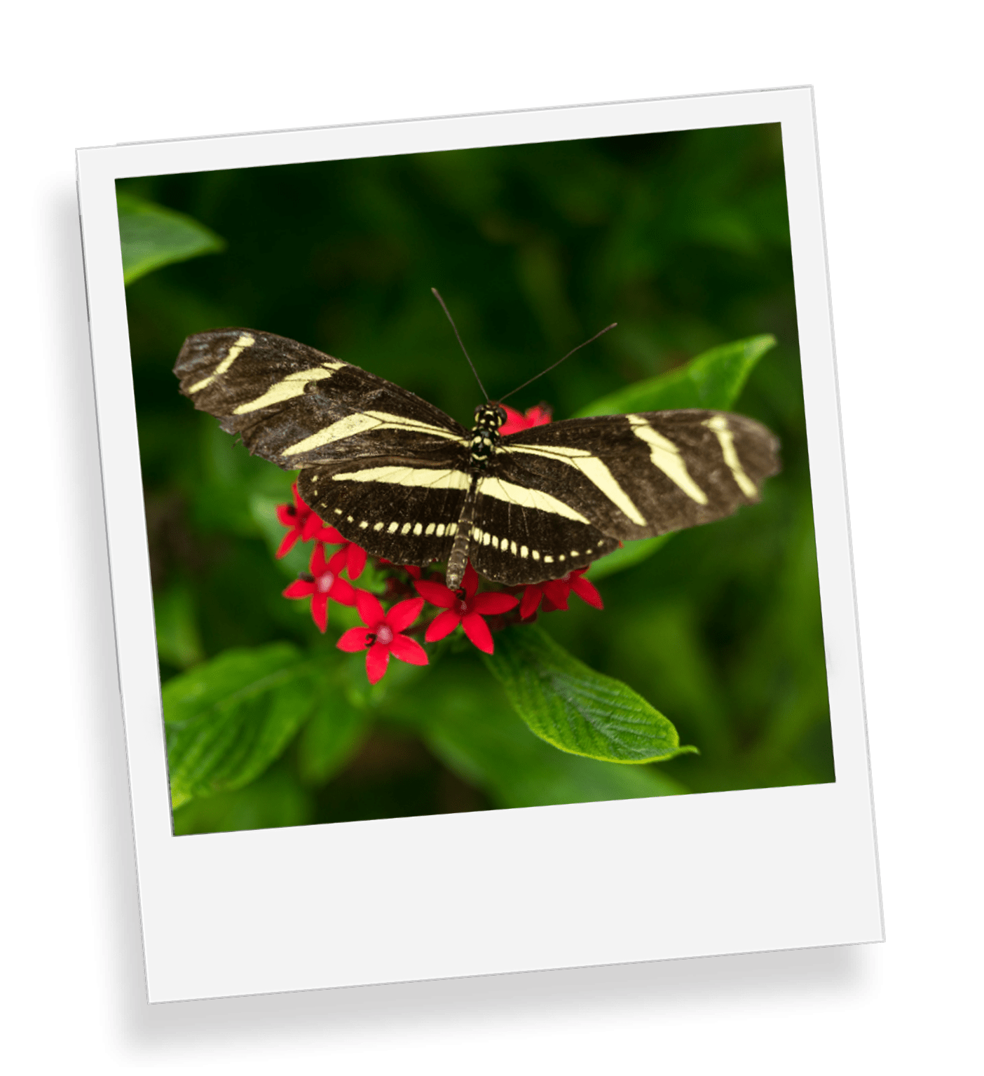 Butterfly<br /> Garden
