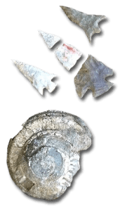 fossil image gem images from gem mine at Boggy Creek Airboat Adventures