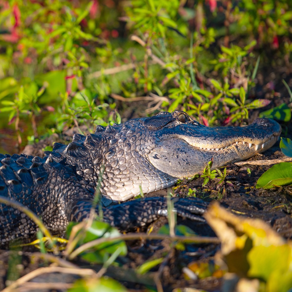alligator image at Boggy Creek Airboat Adventures