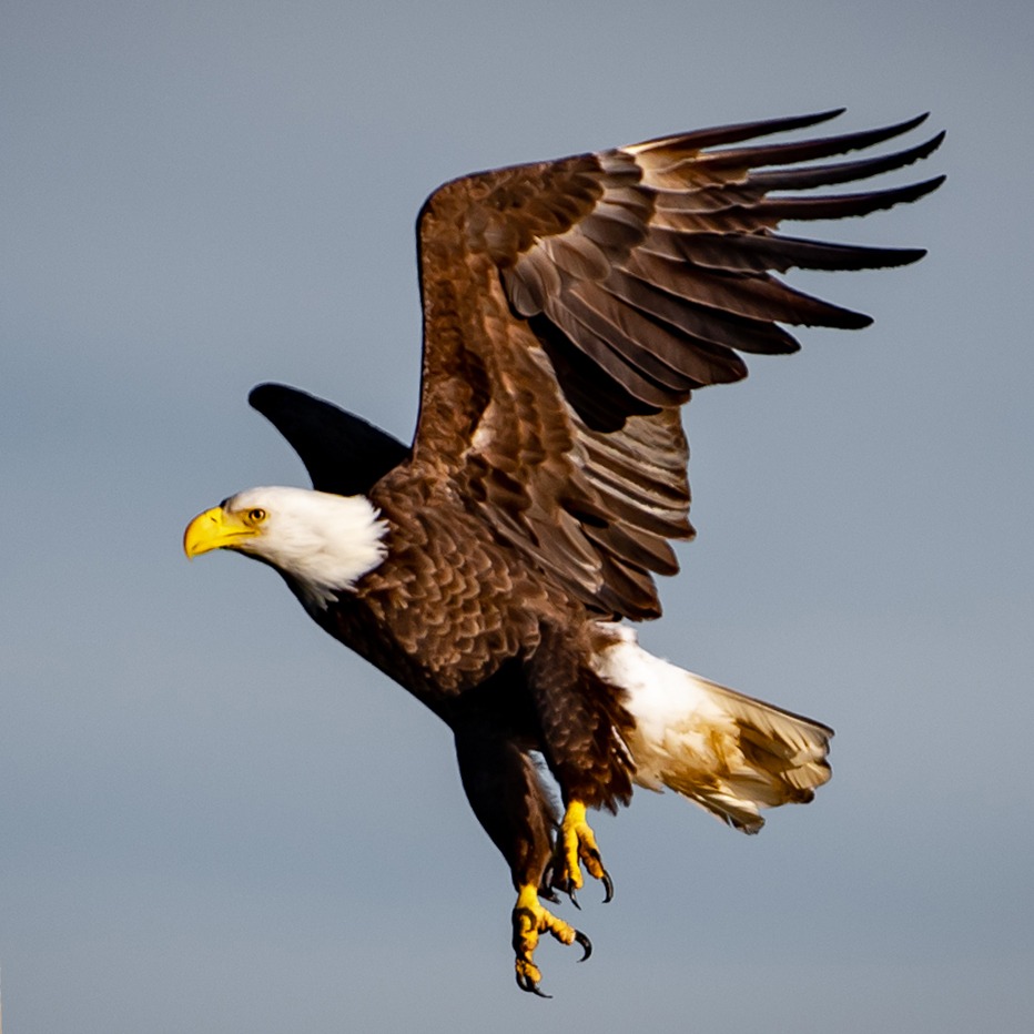 Bald eagle flying image at Boggy Creek Airboat Adventures